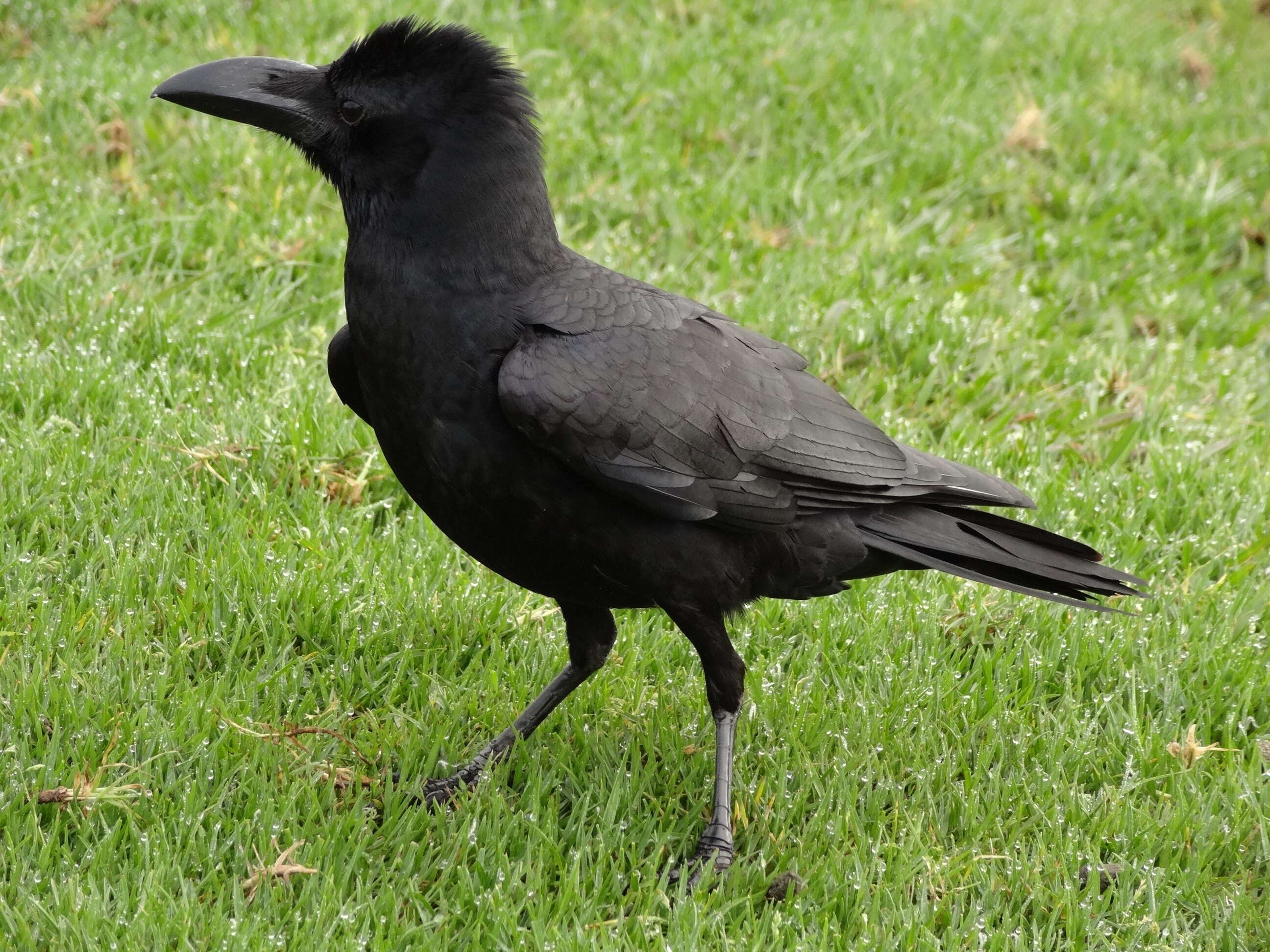 Imagem de Corvus culminatus Sykes 1832