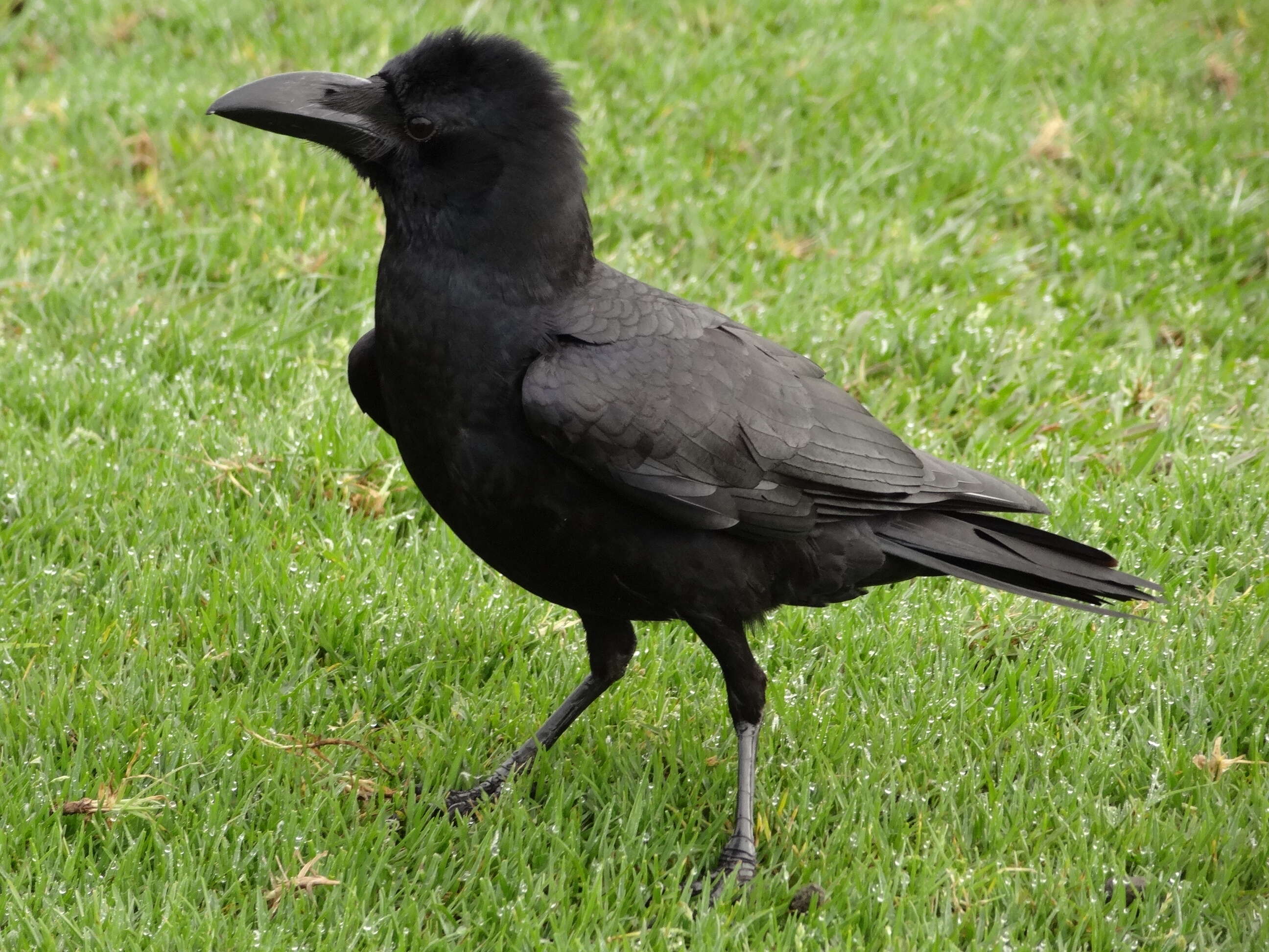 صورة Corvus culminatus Sykes 1832