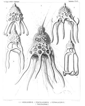 Image of Nassellaria