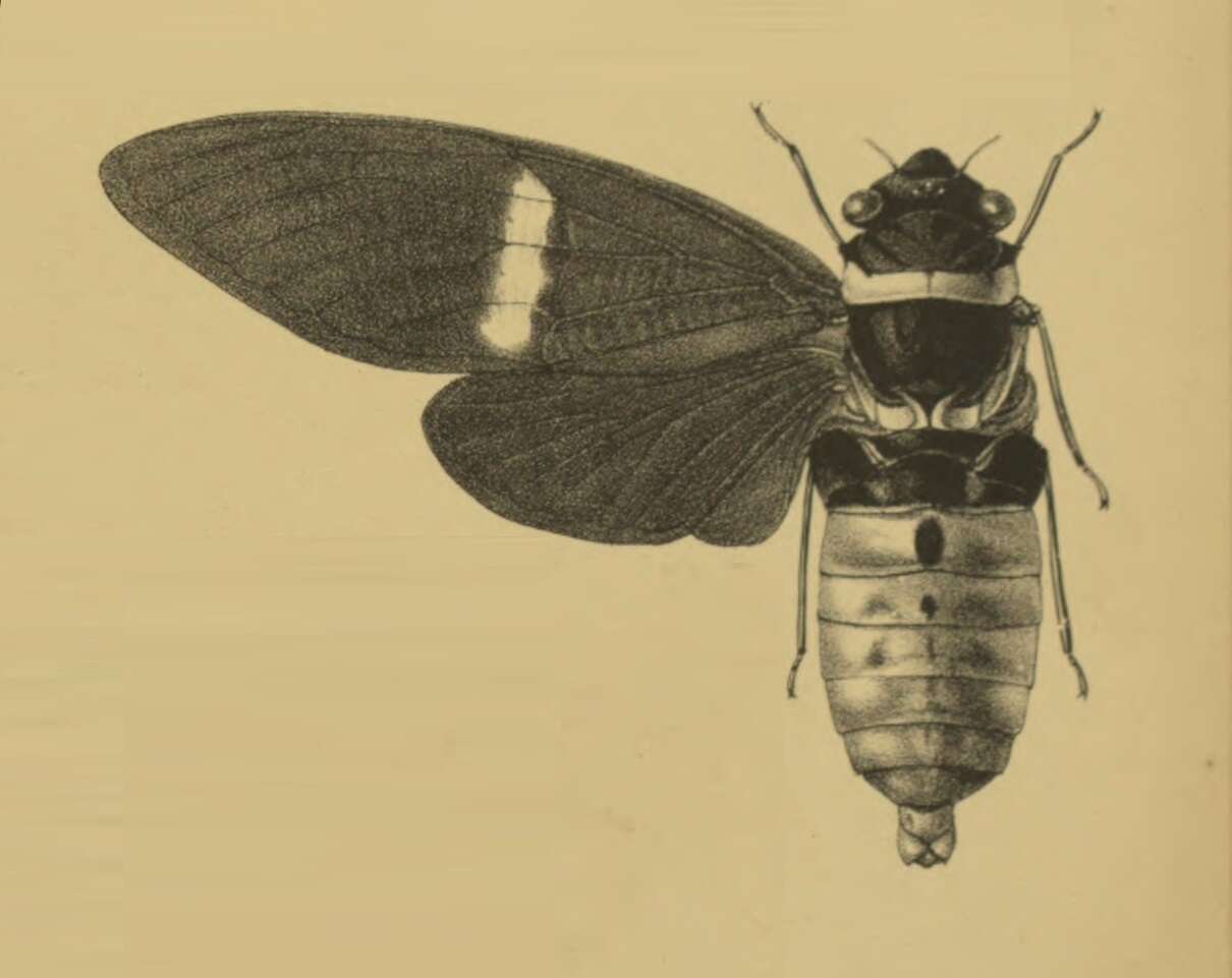 Image of Tosena melanopteryx (Kirkaldy 1909)