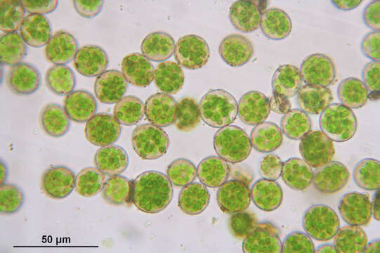 Image of rose rhodobryum moss