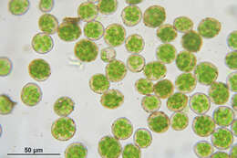 Image of rose rhodobryum moss