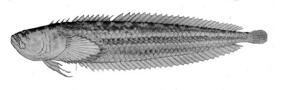 Image de Dactyloscopus amnis Miller & Briggs 1962