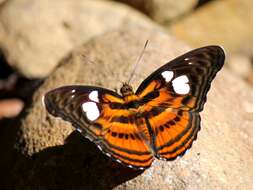 Image of Athyma libnites