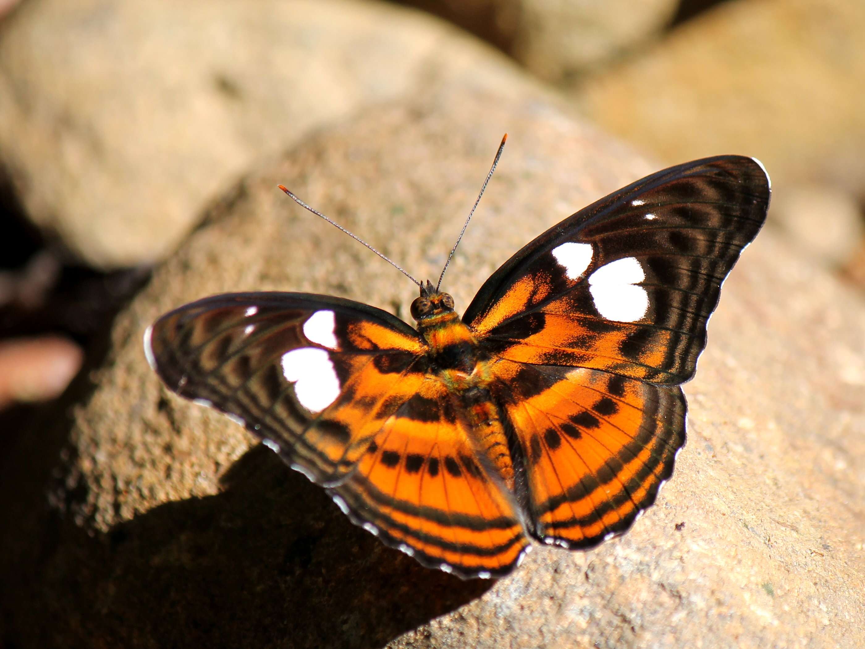 Image of Athyma libnites