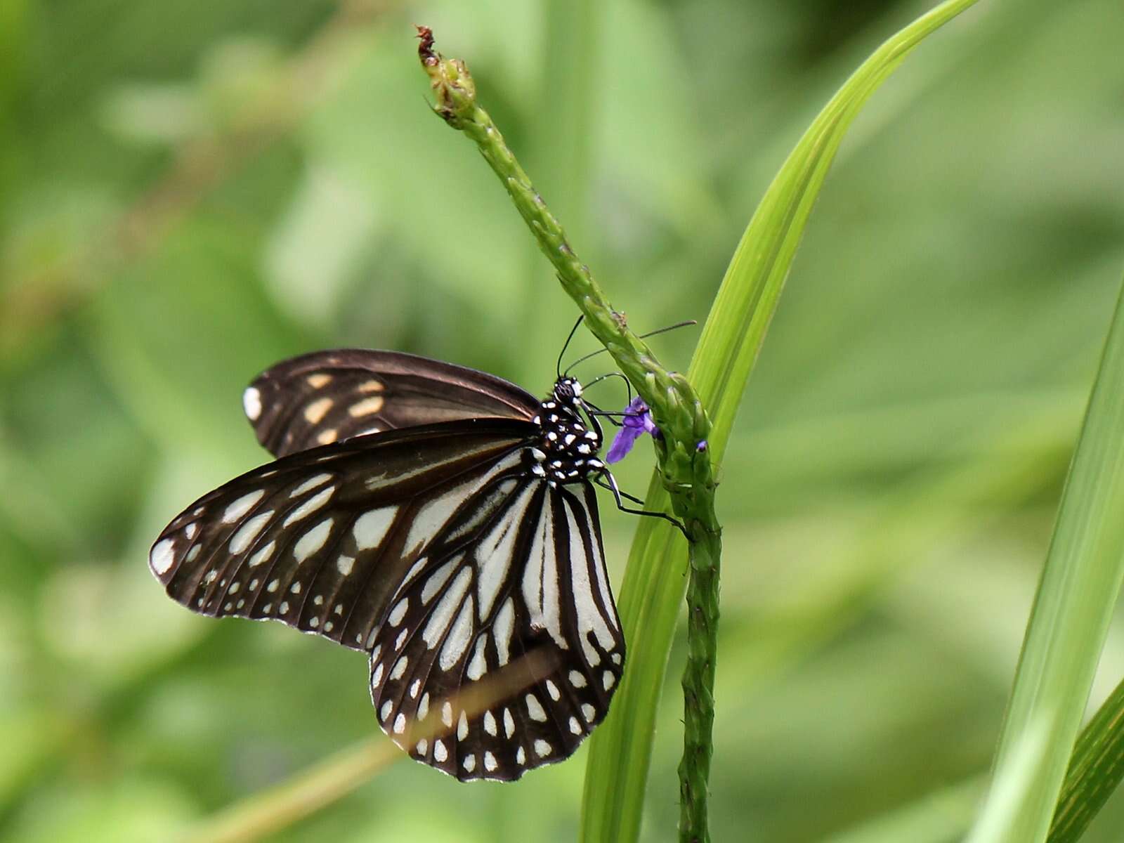 Sivun Danaus (Anosia) ismare Cramer 1782 kuva