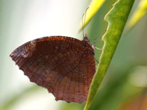 Imagem de Elymnias cumaea Felder 1867