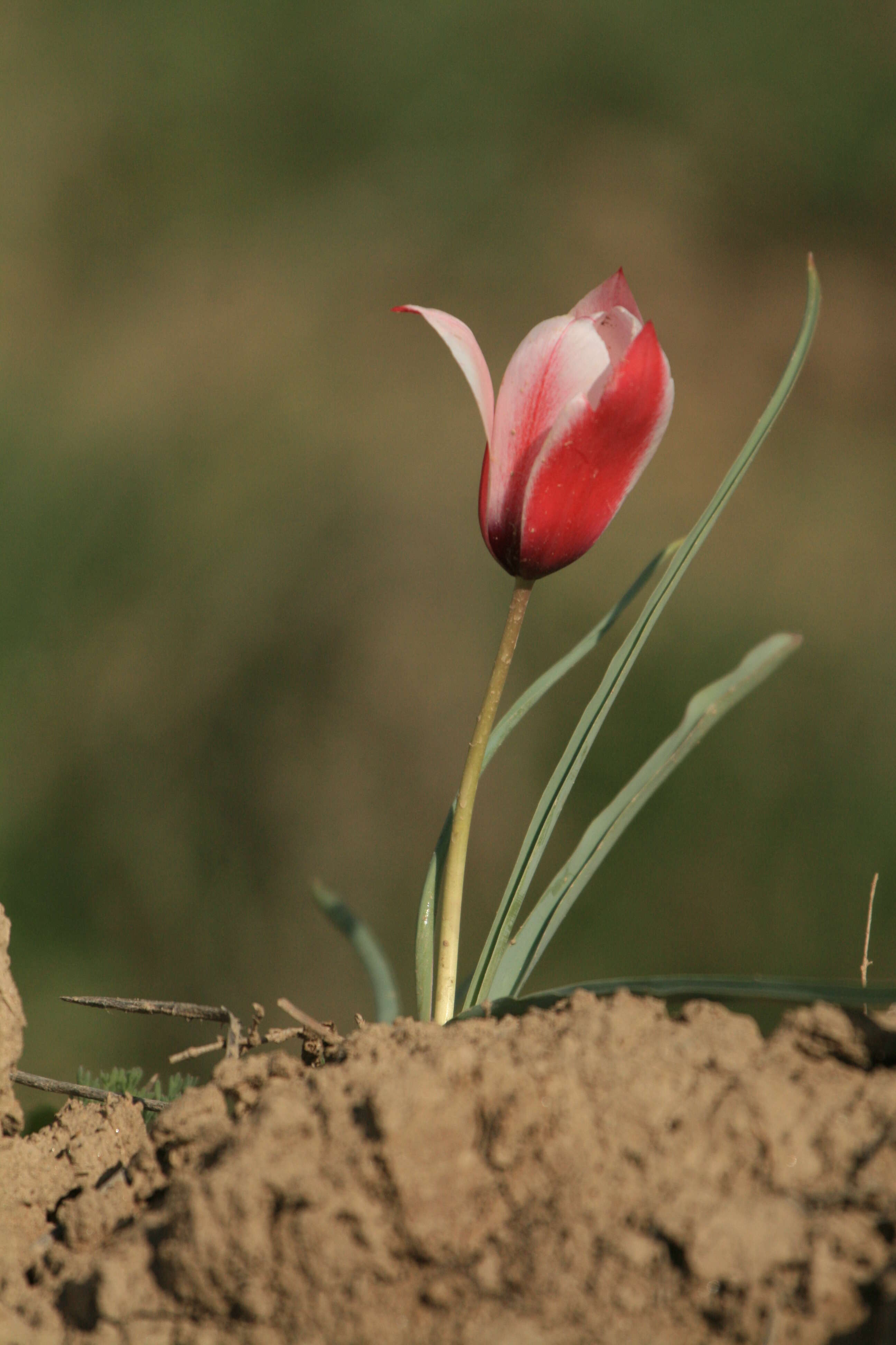 Image de Tulipa clusiana Redouté