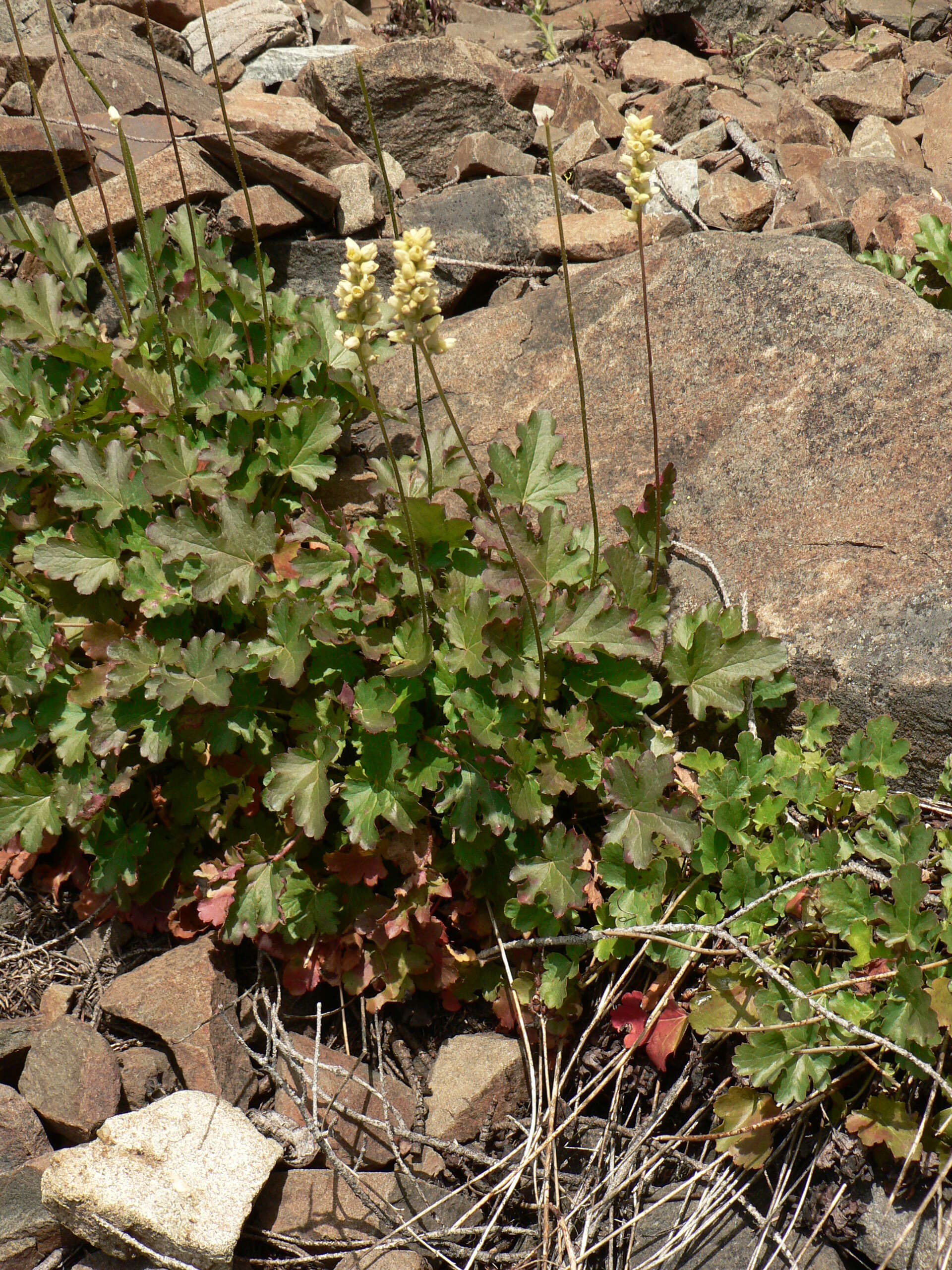 Image of roundleaf alumroot