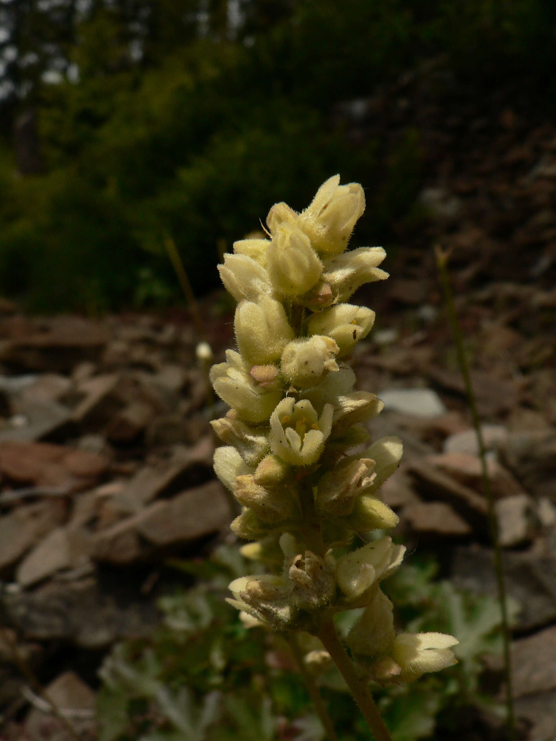 Image of roundleaf alumroot