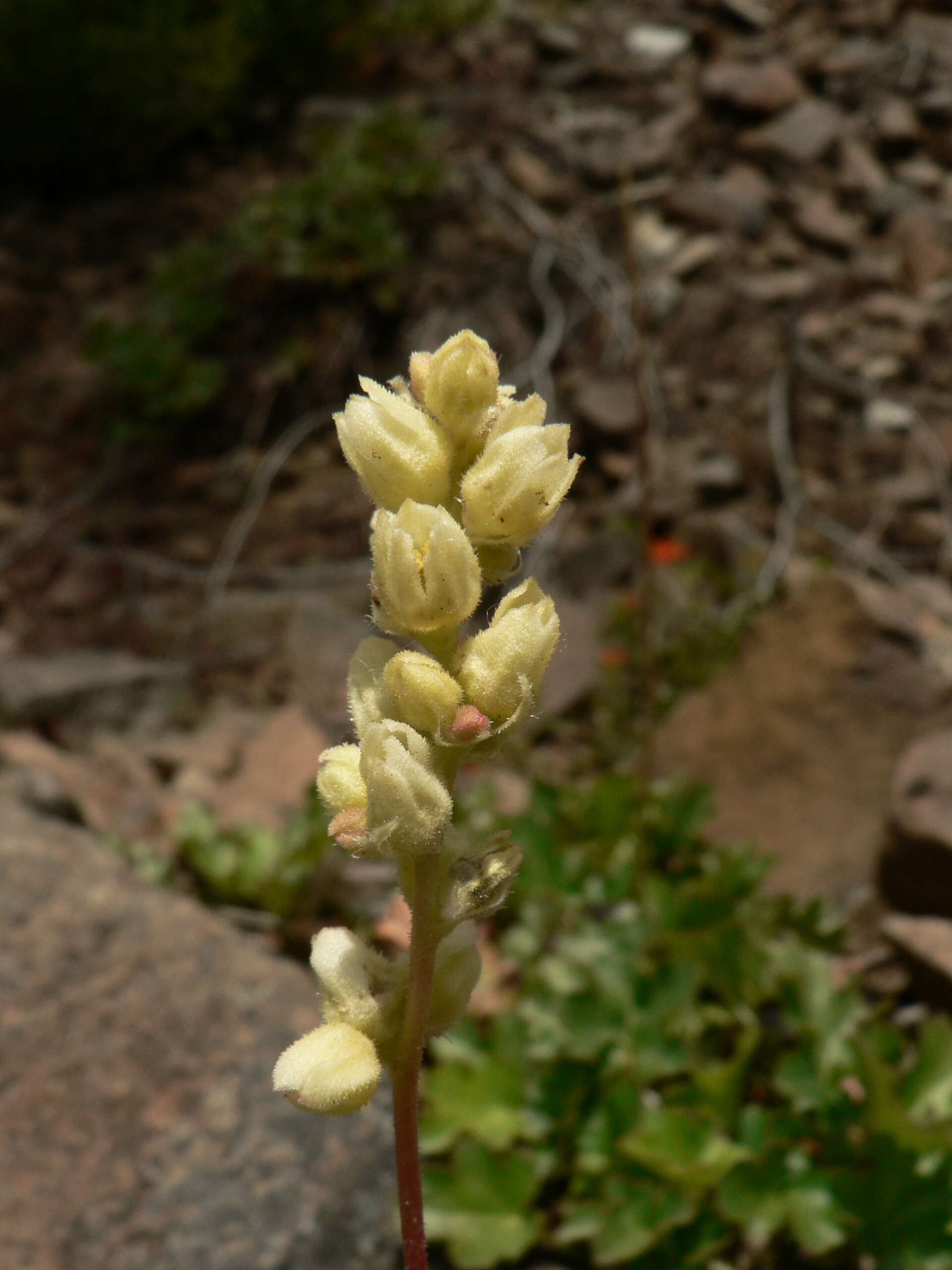 Image of roundleaf alumroot