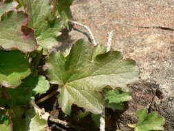 Image of roundleaf alumroot