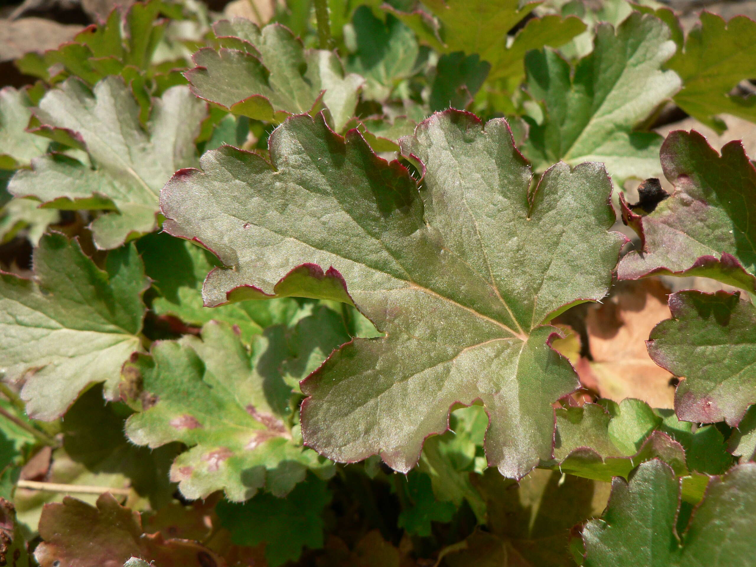 Image of roundleaf alumroot