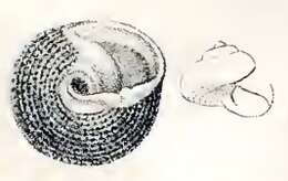 Image of Tegula patagonica (d'Orbigny 1835)