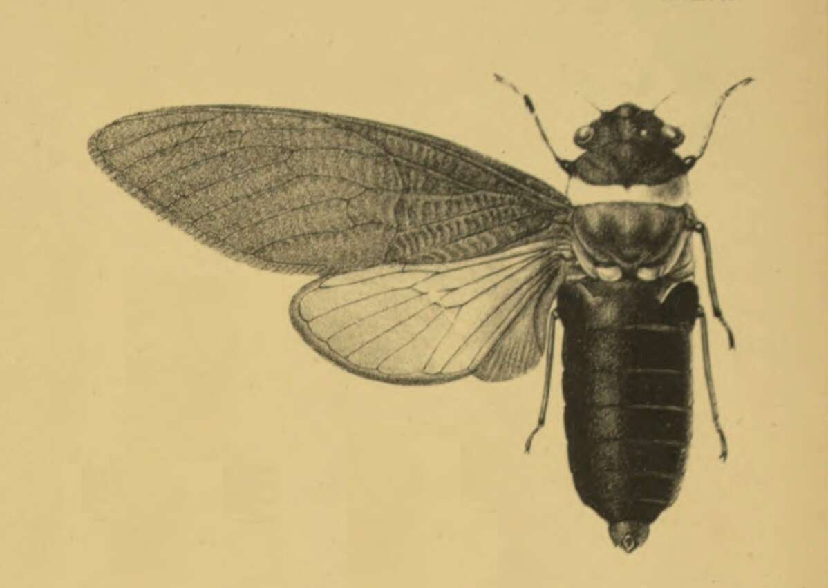 Image of Tosena mearesiana (Westwood 1842)