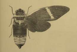 Image of Formotosena montivaga (Distant 1889)