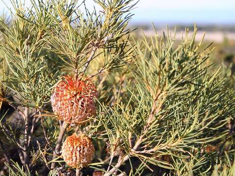 Image of Banksia