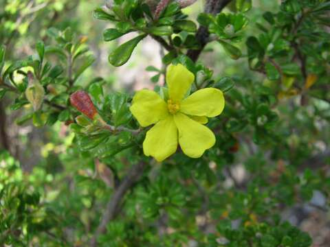 Hibbertia hermanniifolia DC. resmi