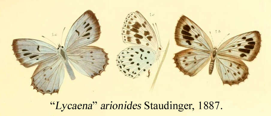 Image of Phengaris arionides