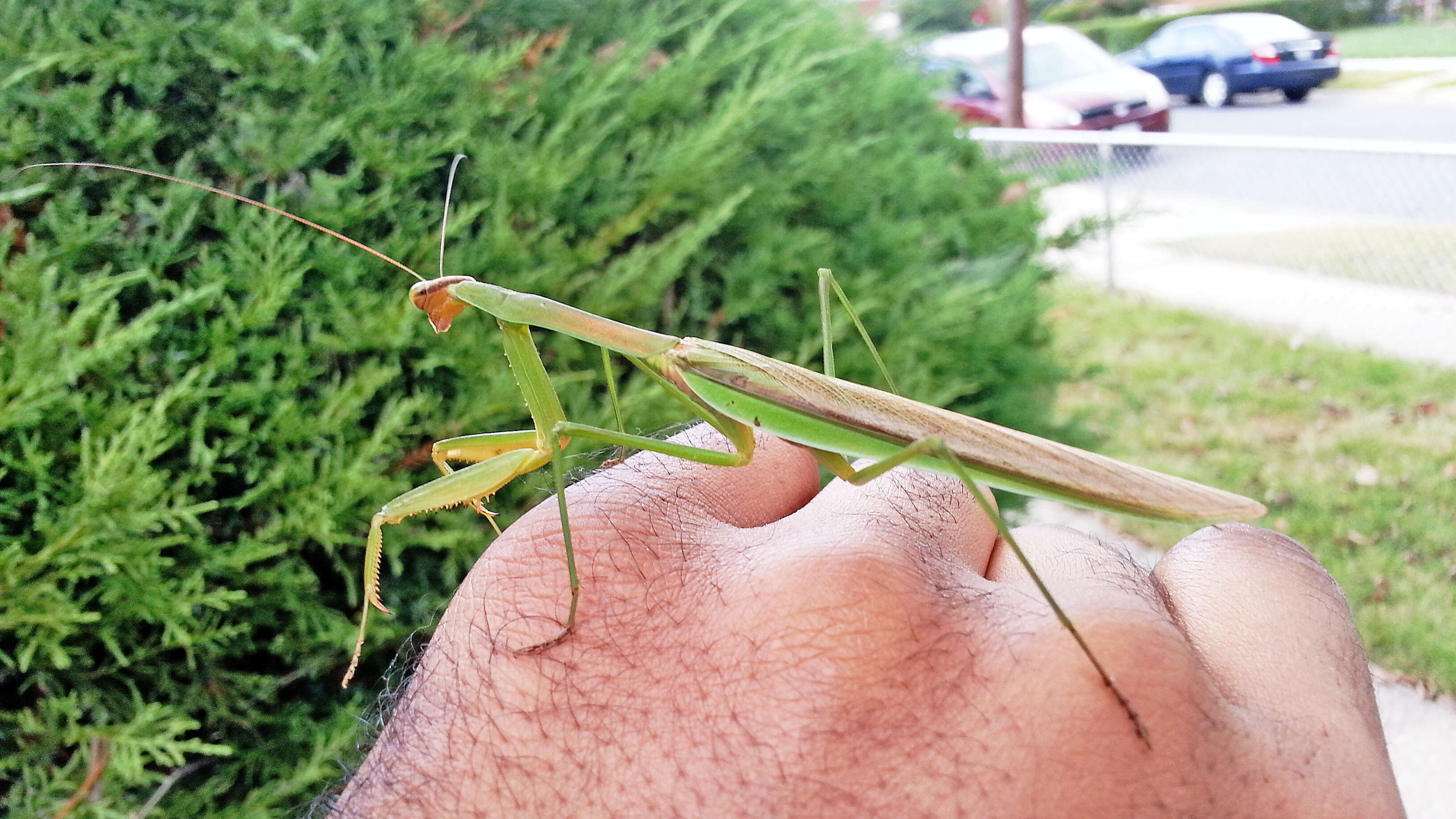 Image of Chinese mantis