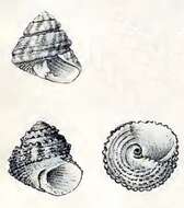 Image of Tegula rubroflammulata (Koch ex Philippi 1843)