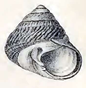 Image of Tegula rugosa (A. Adams 1853)