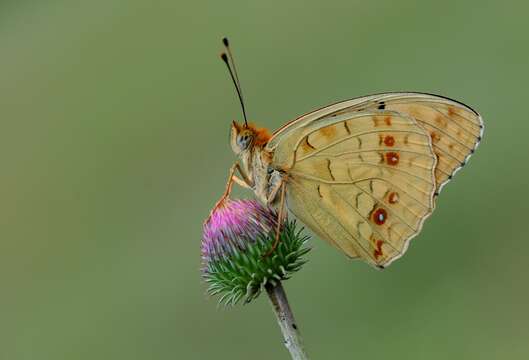 Image of High brown fritillary