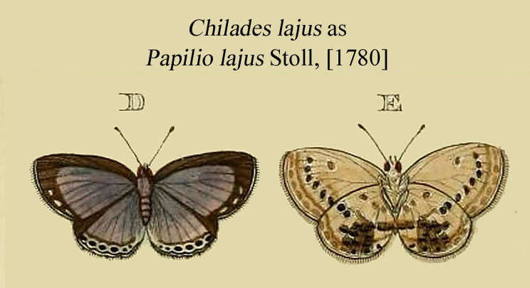 صورة Chilades laius (Cramer 1782)