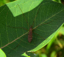 صورة Cladura flavoferruginea Osten Sacken 1860