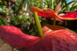 Image of Anthurium crassinervium (Jacq.) Schott