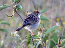 Image of Tiny Cisticola