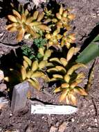 Image of Bracteated Pachyphytum