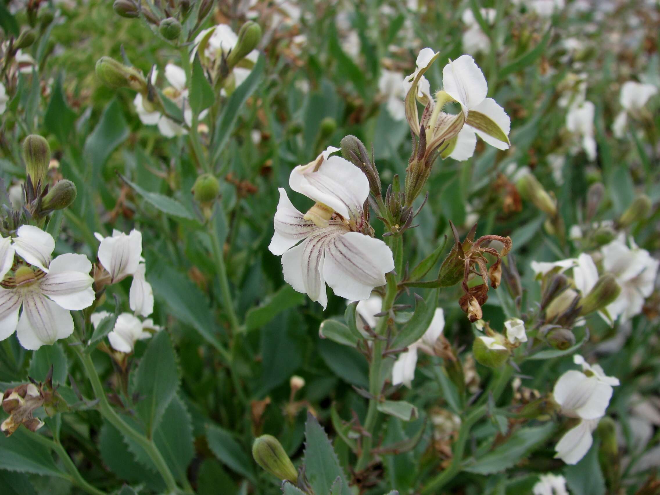 Image of Goodenia albiflora Schltdl.