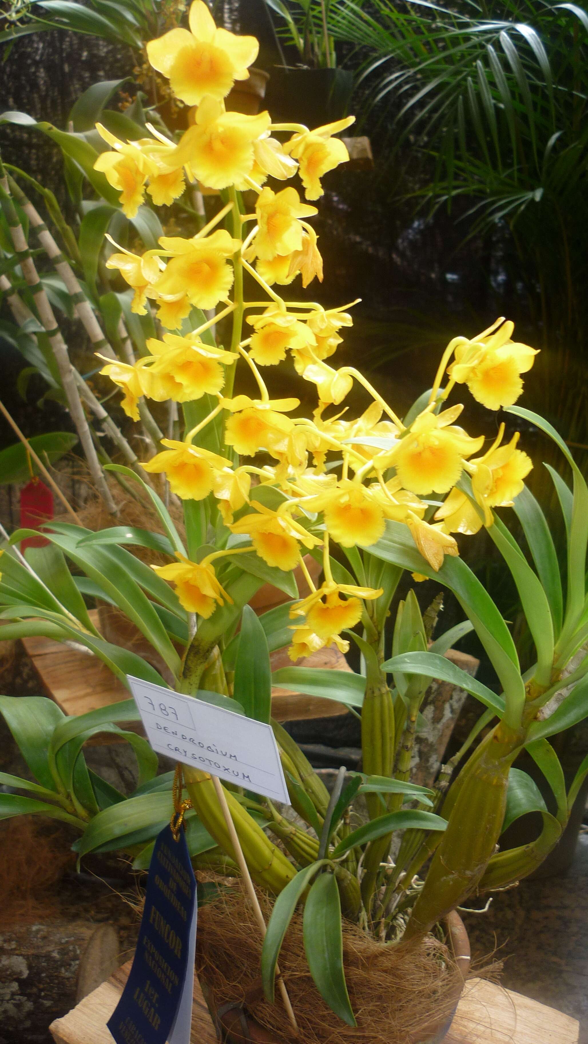 Imagem de Dendrobium chrysotoxum Lindl.