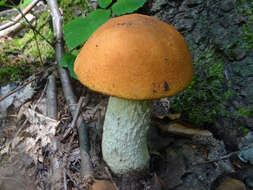 Image of Leccinum albostipitatum den Bakker & Noordel. 2005