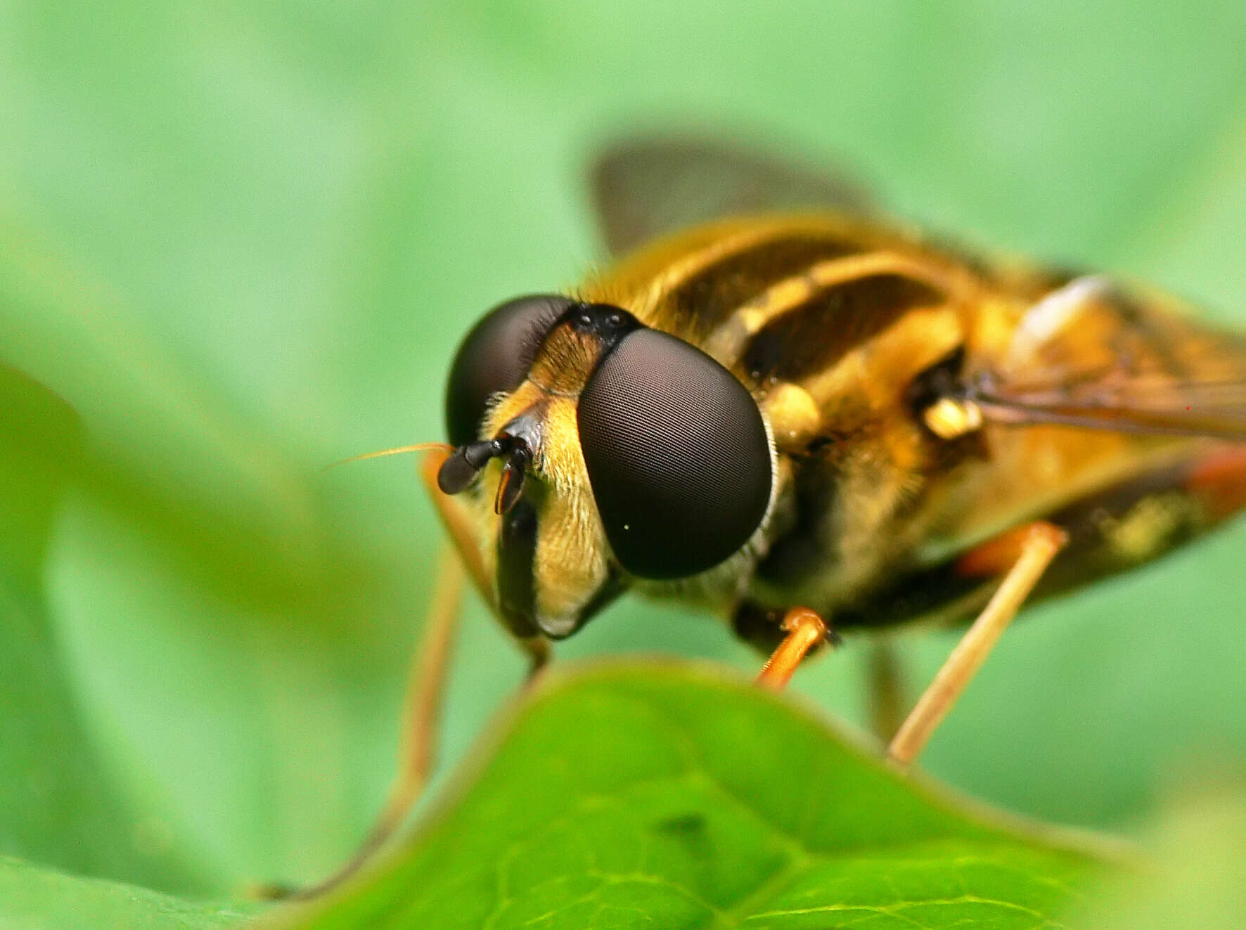 Image of Marsh Hoverfly