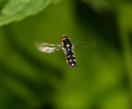 Image of <i>Platycheirus albimanus</i>