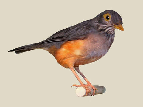 Image of African Bare-eyed Thrush