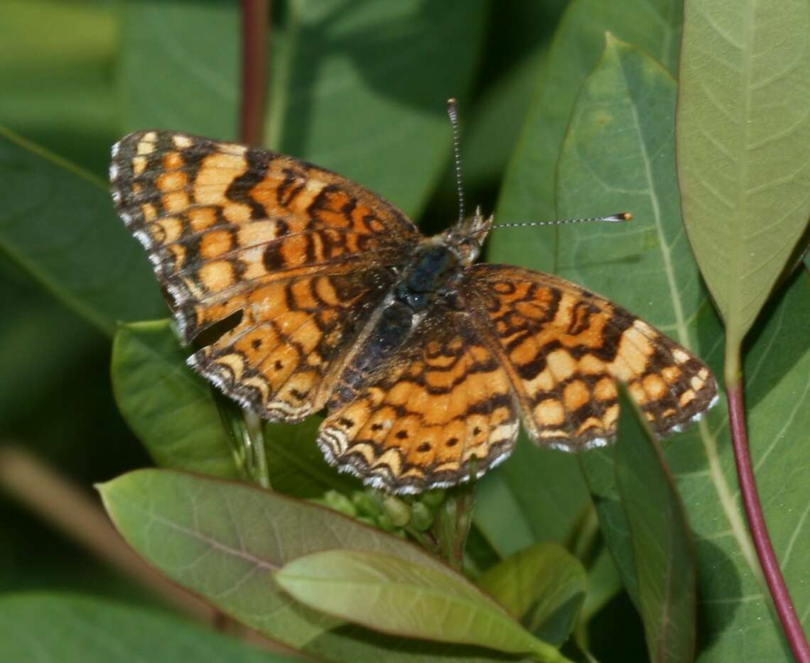 Image of Phyciodes mylitta