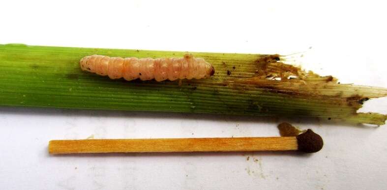 Image of Asian corn borer