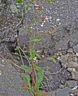 Image of Michaux's Pseudosaxifrage