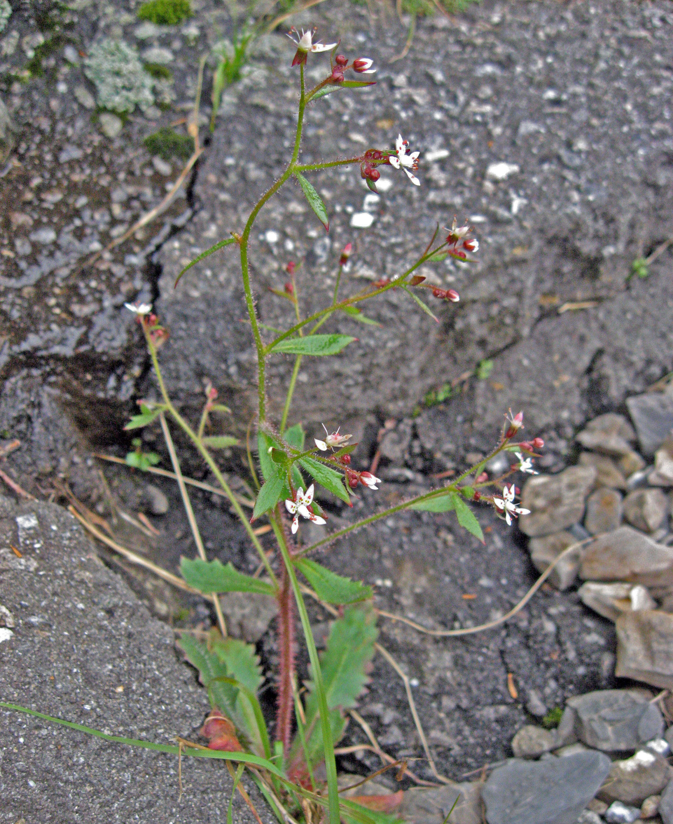 Micranthes petiolaris (Raf.) Brouillet & Gornall resmi