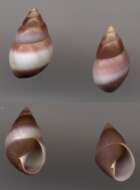 Image of Partula snail