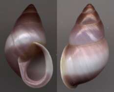 Image of Partula snail