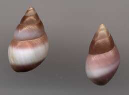 Image of Partula snail