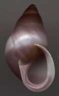 Image of Partula snail