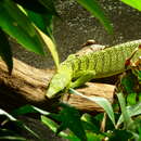 Image of Yellow Tree Monitor