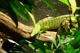 Image of Yellow Tree Monitor