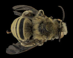 Image of Rocky Mountain Anthophora