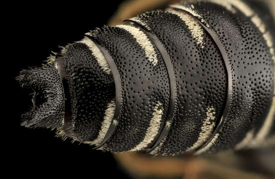 Image of Hunter's Cuckoo-leaf-cutter